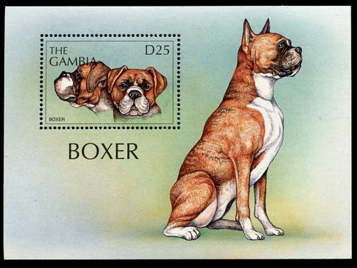 Boxer german dog - german,