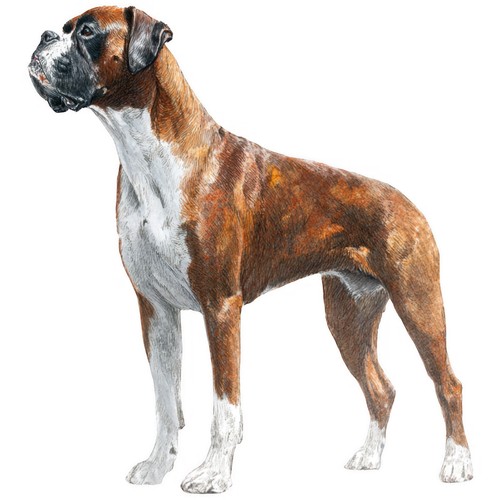 Adesivi boxer cane - adesivi,