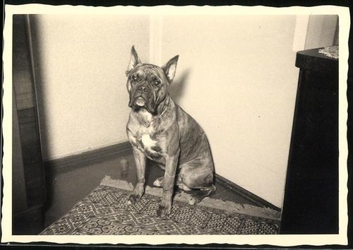 Fotografia cane boxer seduto