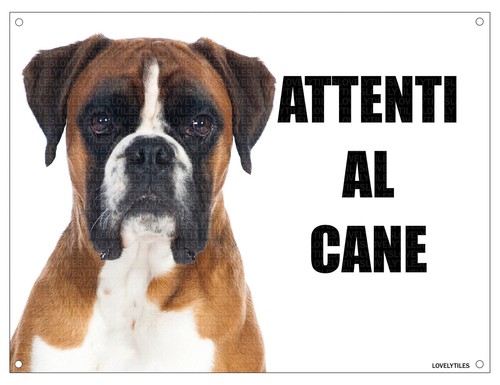 Boxer attenti cane - boxer, 4