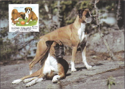 Boxer boxeri cane - boxeri,