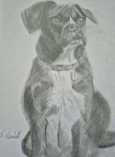 Boxer disegno cane - , a